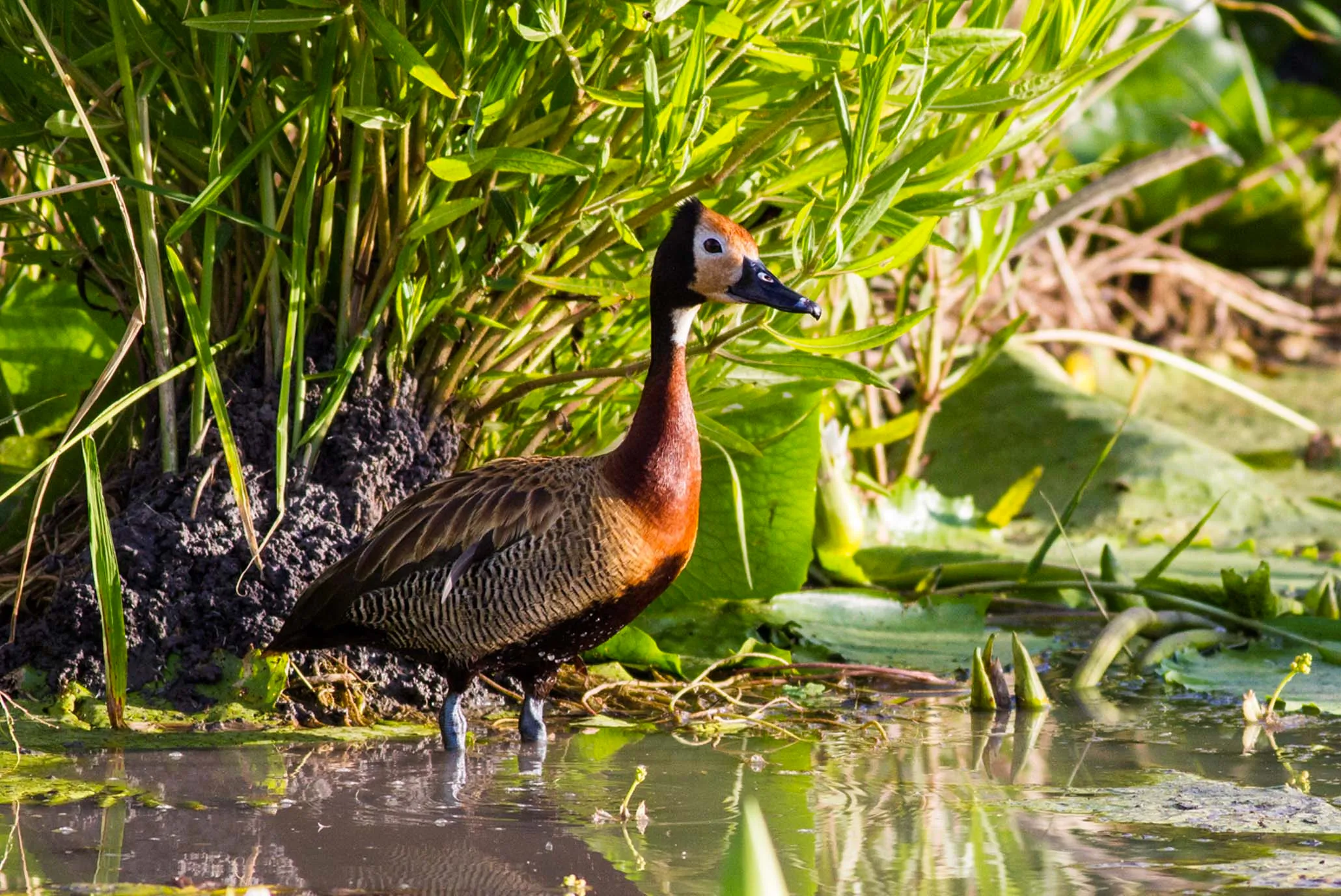 4-Day Tarangire, Lake Manyara & Ngorongoro Safari