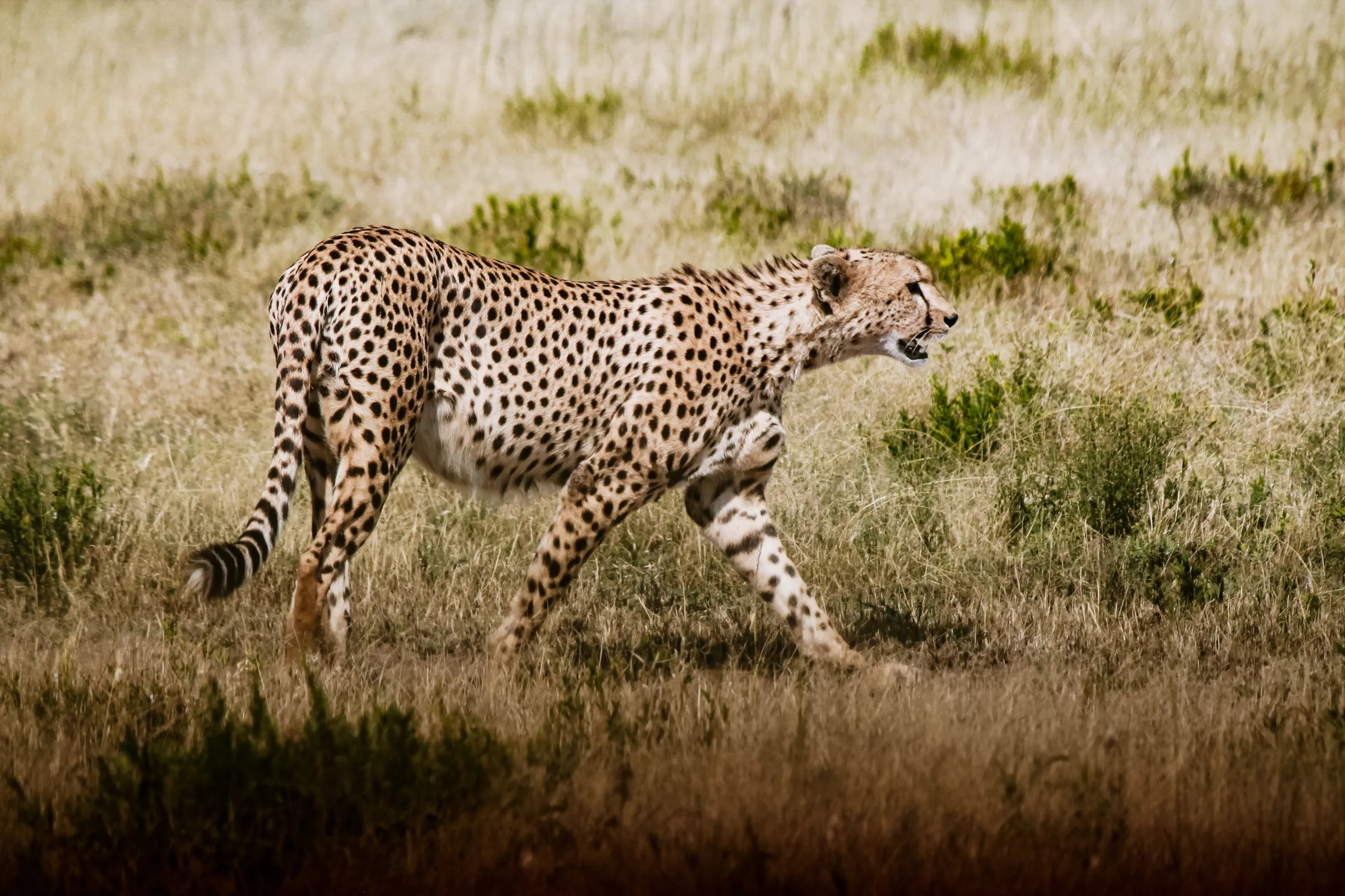 Ndutu's calving season: the other Great Migration spectacle