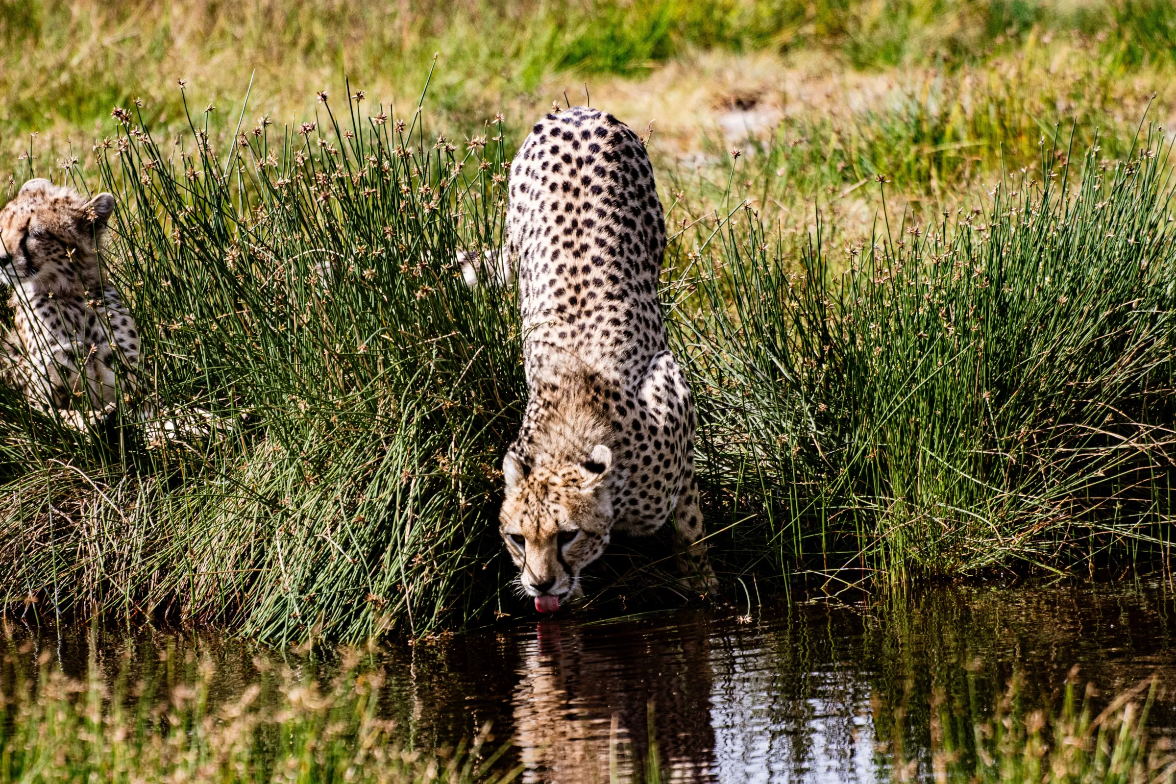 Ndutu & the Southern Plains