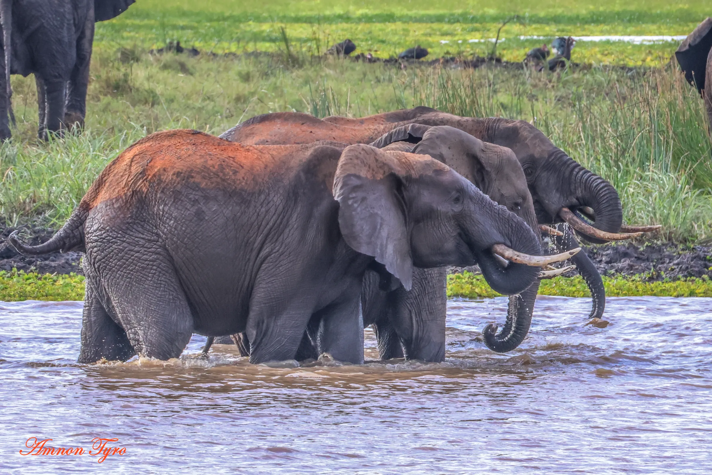 Tarangire's elephants: why the dry season brings the herds to the river