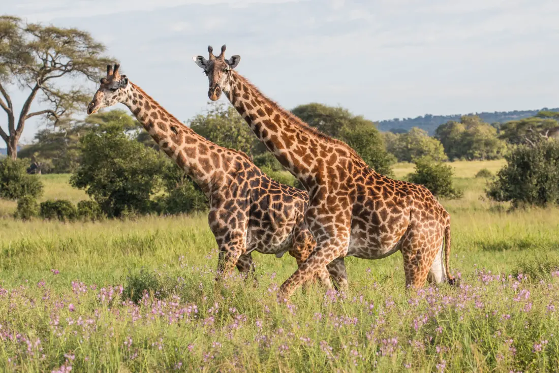 4-Day Tarangire, Lake Manyara & Ngorongoro Safari photo 3