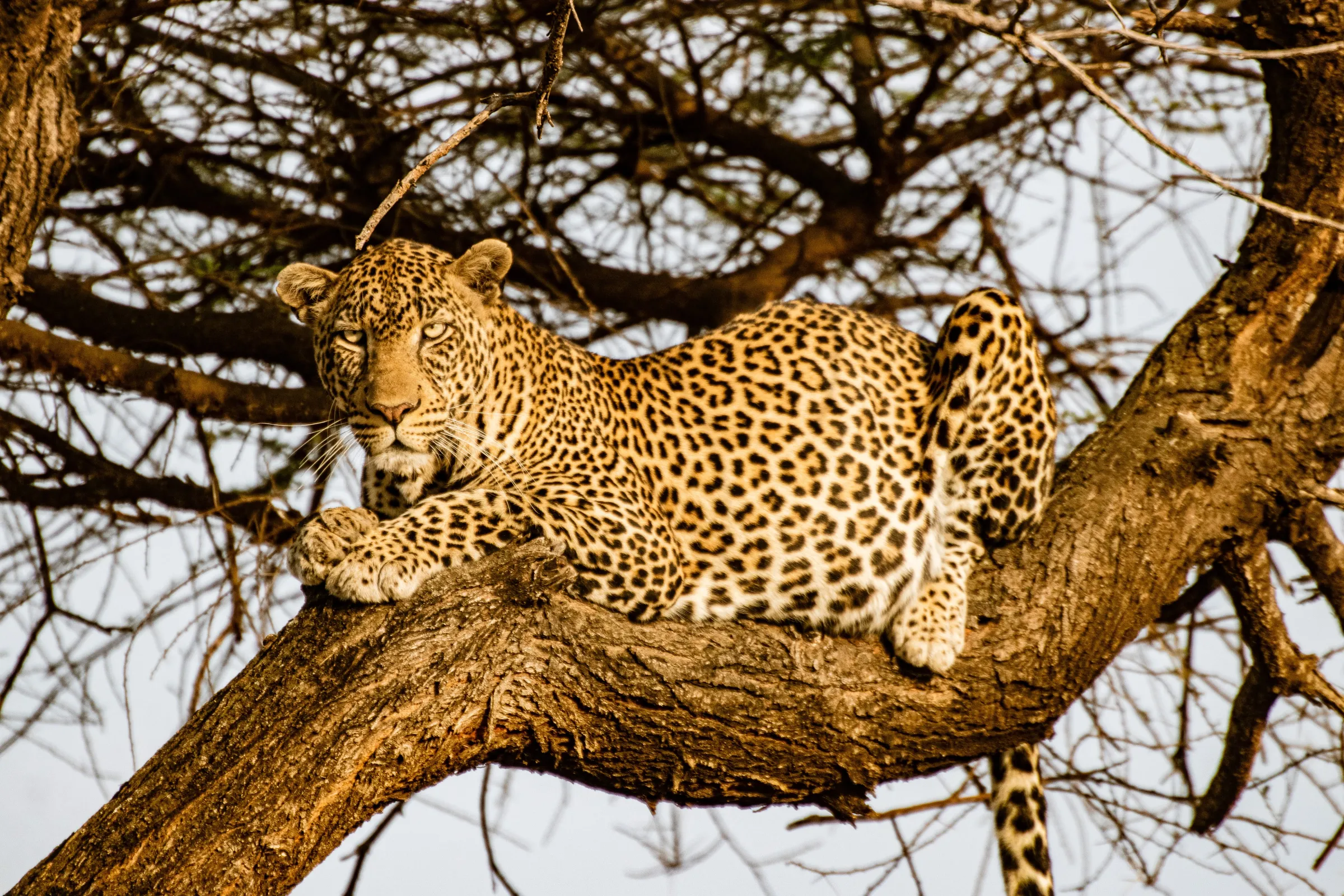 11-Day Northern Tanzania Signature Safari photo 4