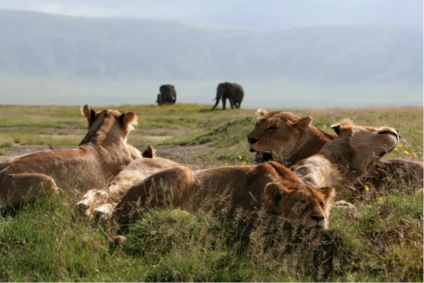 5-Day Maasai, Tarangire, Manyara & Ngorongoro Safari