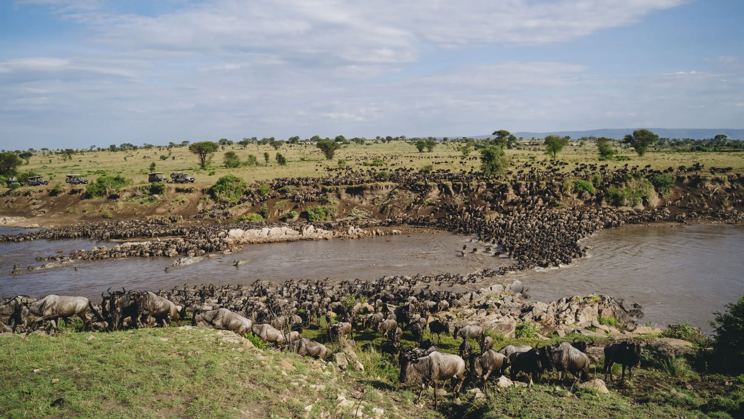 Thousands of wildebeest crossing the Mara River during the Great Migration, watched by safari vehicles on the bank