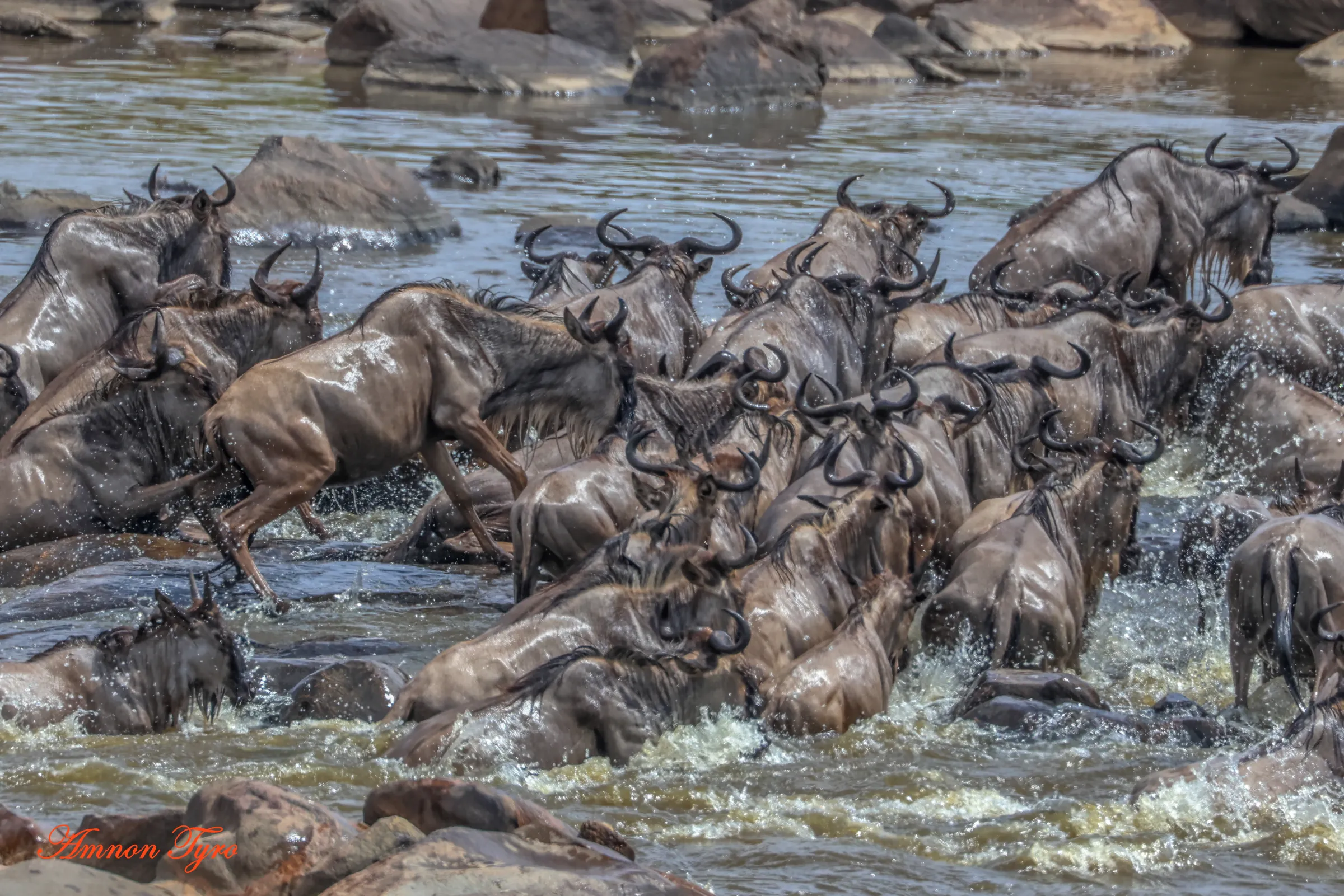 When to see the Great Migration river crossings