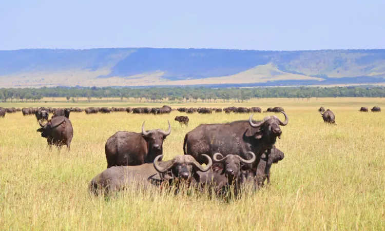 11-Day Northern Tanzania Signature Safari photo 2