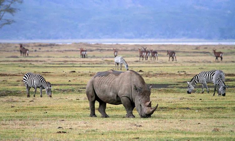 3-Day Tarangire & Ngorongoro Safari photo 4