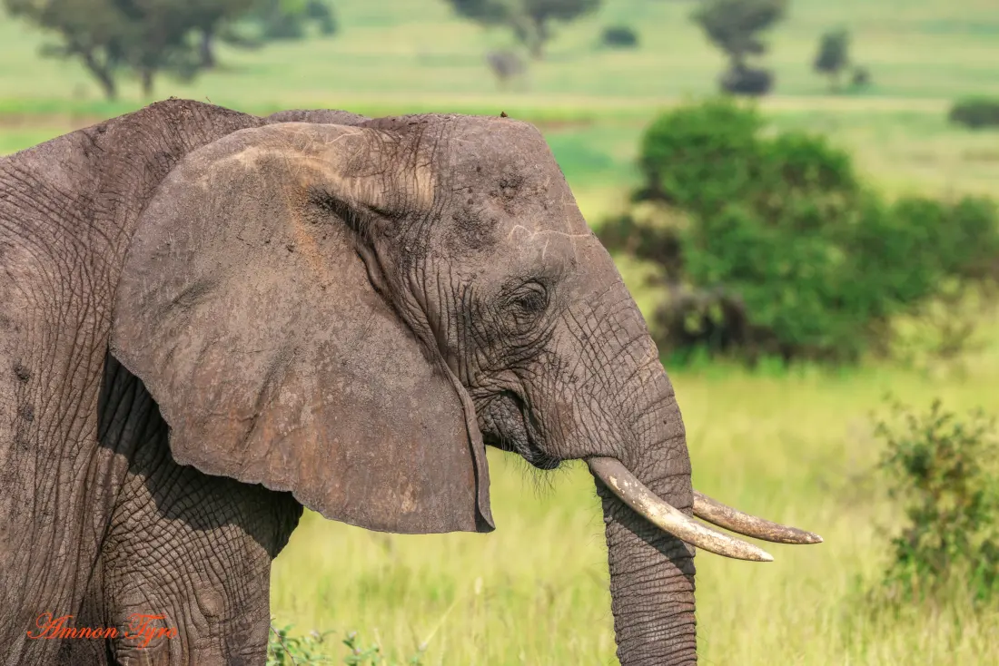 11-Day Northern Tanzania Signature Safari