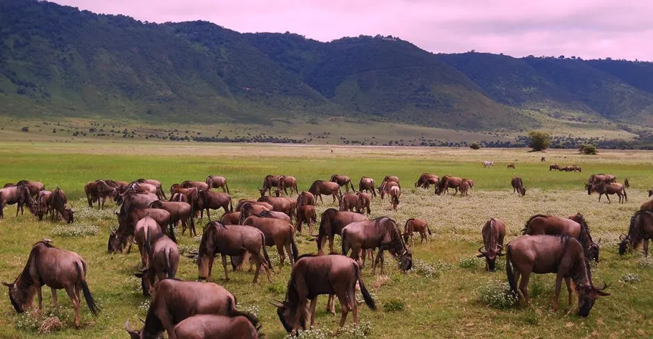 11-Day Northern Tanzania Signature Safari photo 1